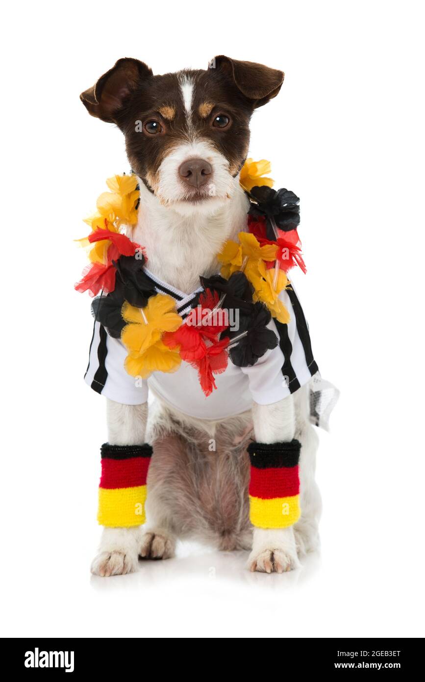 Joli chien avec une tenue de football allemande isolée sur blanc Banque D'Images