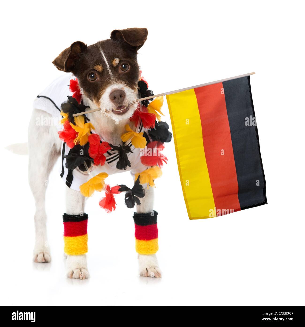 Joli chien avec une tenue de football allemande isolée sur blanc Banque D'Images