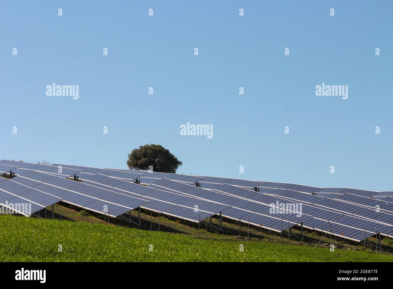 Panneaux solaires à côté de chêne de Stockholm dans le pâturage de l'Estrémadure, énergie renouvelable macroparc impact environnemental Banque D'Images