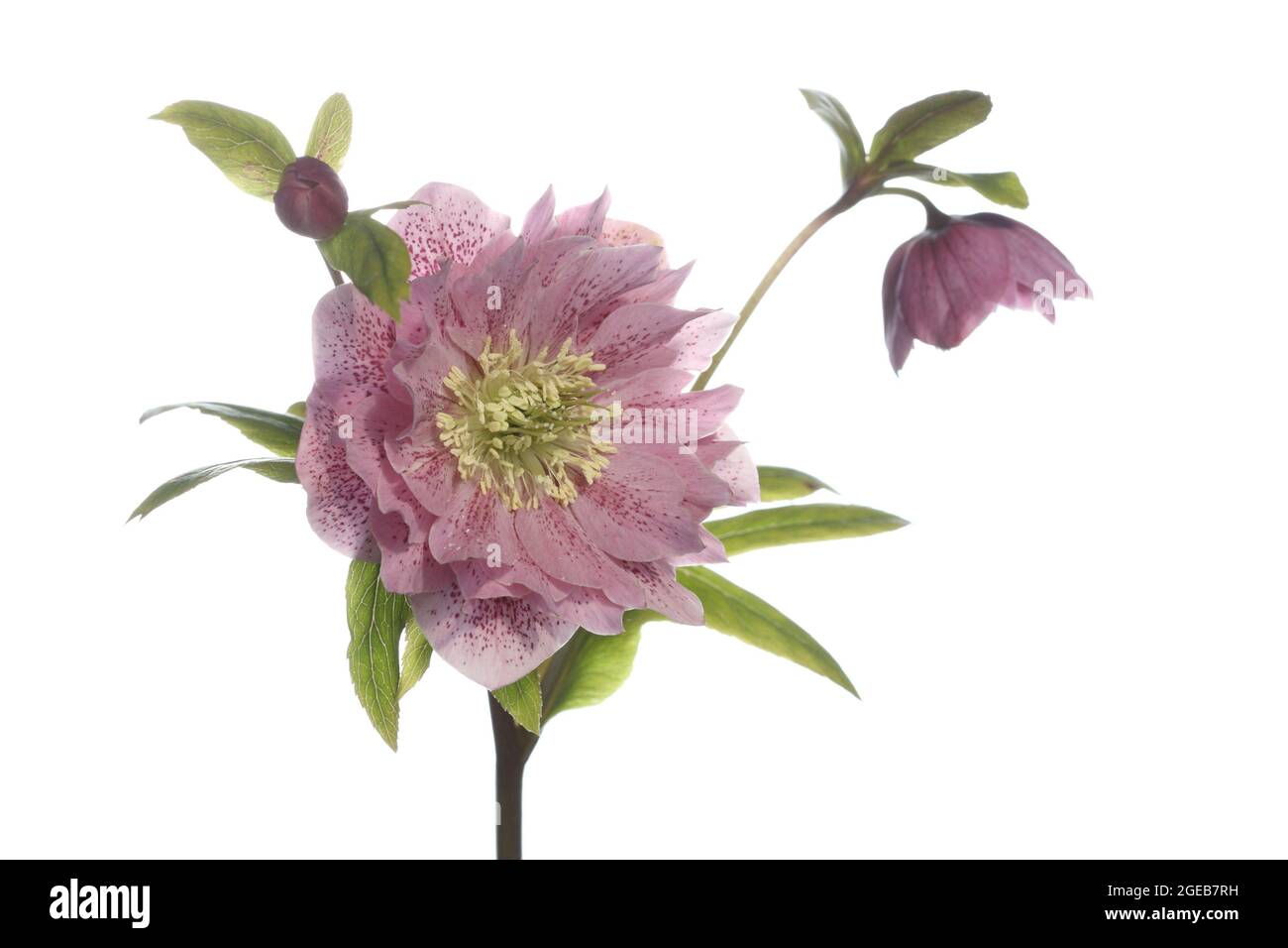 Fleur ouverte d'une plante hellébore sur une tige photographiée sur un fond blanc Banque D'Images