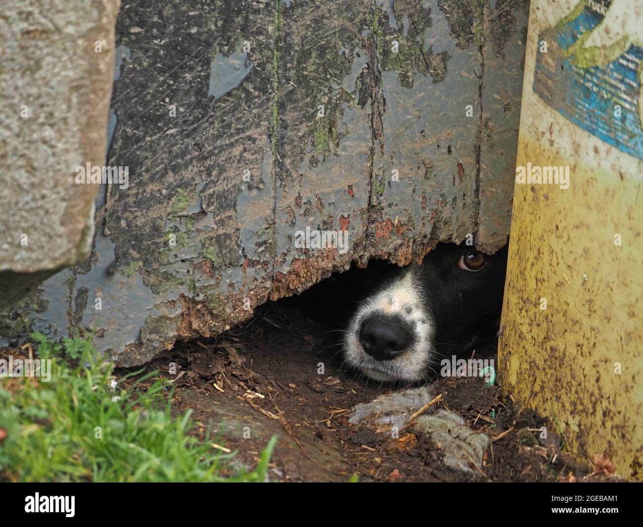 Chien de berger de ferme avec expression de pleurer regarde avec un oeil vif de l'écart de shadow en dessous de la porte de la grange dilapidée avec la peinture écaillée à Cumbria, Angleterre, Royaume-Uni Banque D'Images