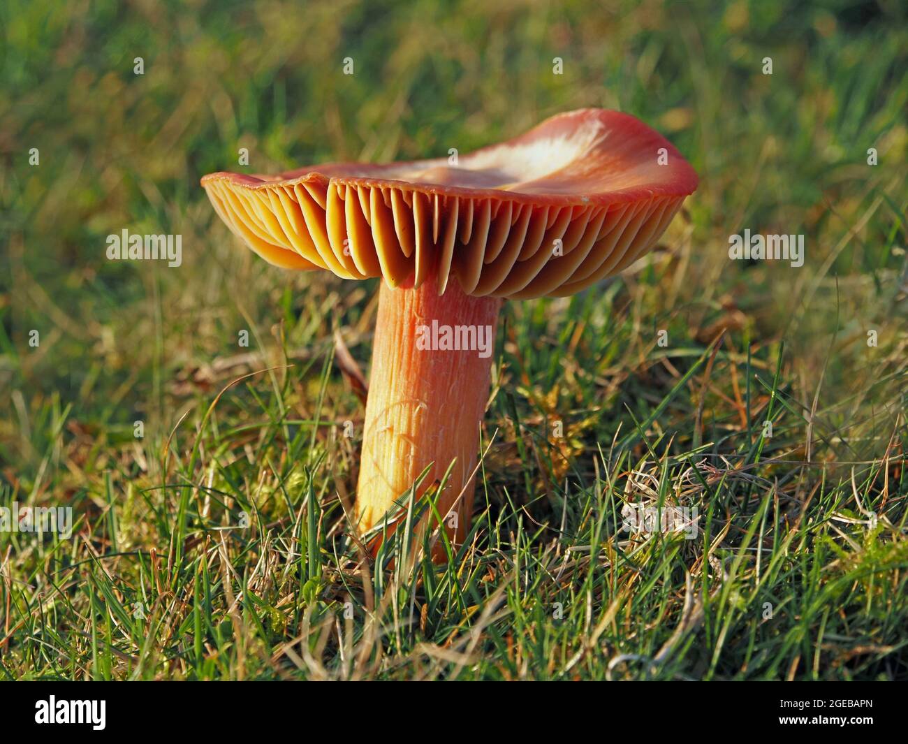 Le corps de fructification de Scarlet Waxcap (Hygrocybe coccinea), champignon dont la cape est retournée, croît à l'état sauvage sur le Waxcap Grassland non amélioré de Cumbria, Angleterre, Royaume-Uni Banque D'Images