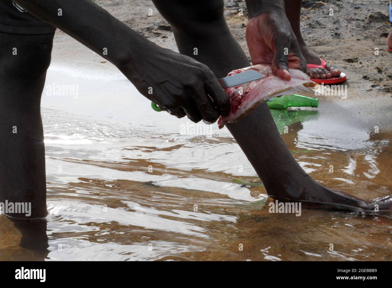 On voit un homme manipuler des poissons à la baie de Senga, sur les rives du lac Malawi. Les poissons sont vendus et cuits sur la plage par des fêtards. Salima, Malawi. Banque D'Images