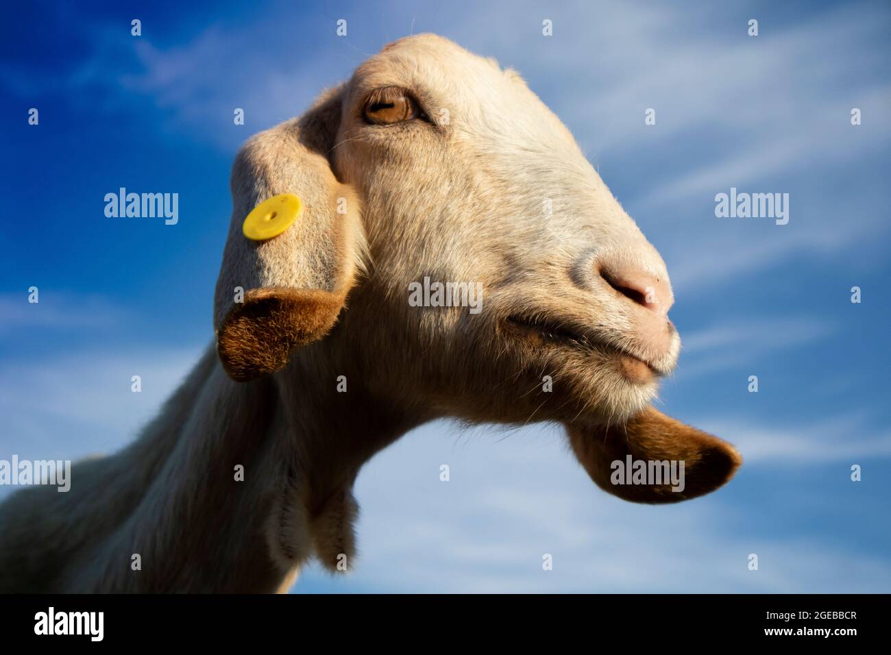 Reproduction photo de la tête d'une chèvre Ionienne d'origine italienne Banque D'Images