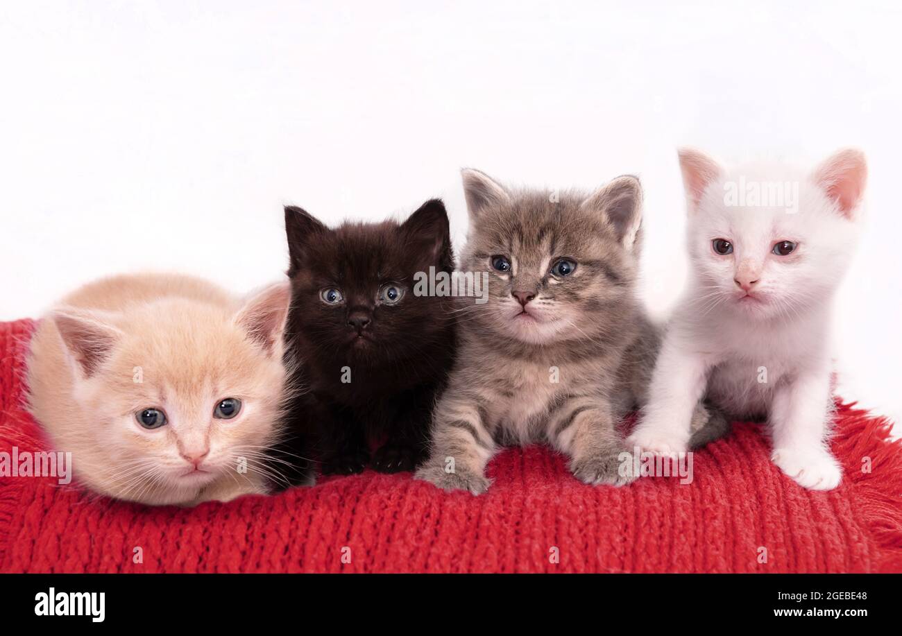 Studio Portrait isolé d'un groupe de chatons sur fond blanc sur tissu rouge Banque D'Images