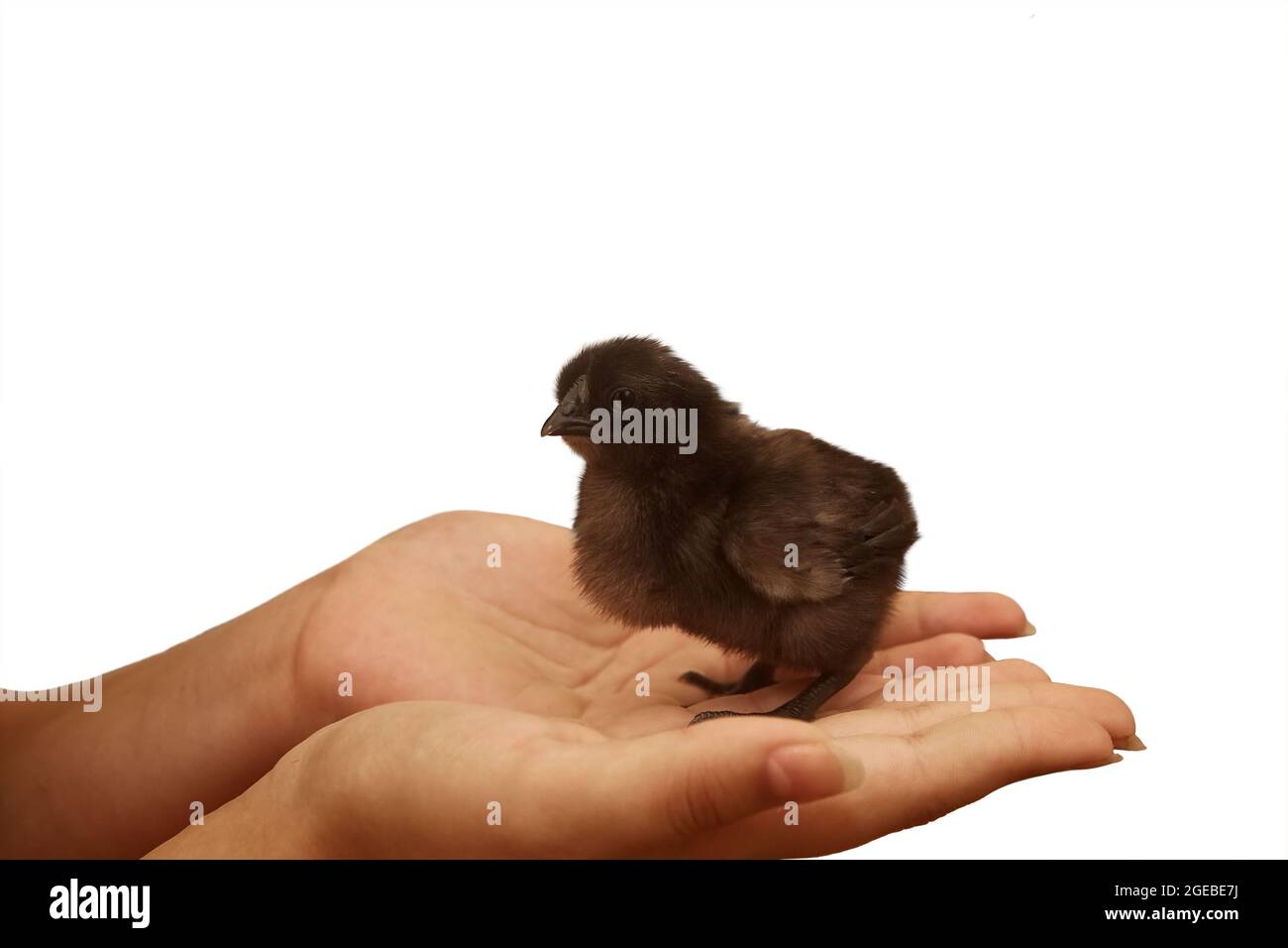 Petit poulet noir moelleux dans les mains des femmes isolé sur blanc Banque D'Images