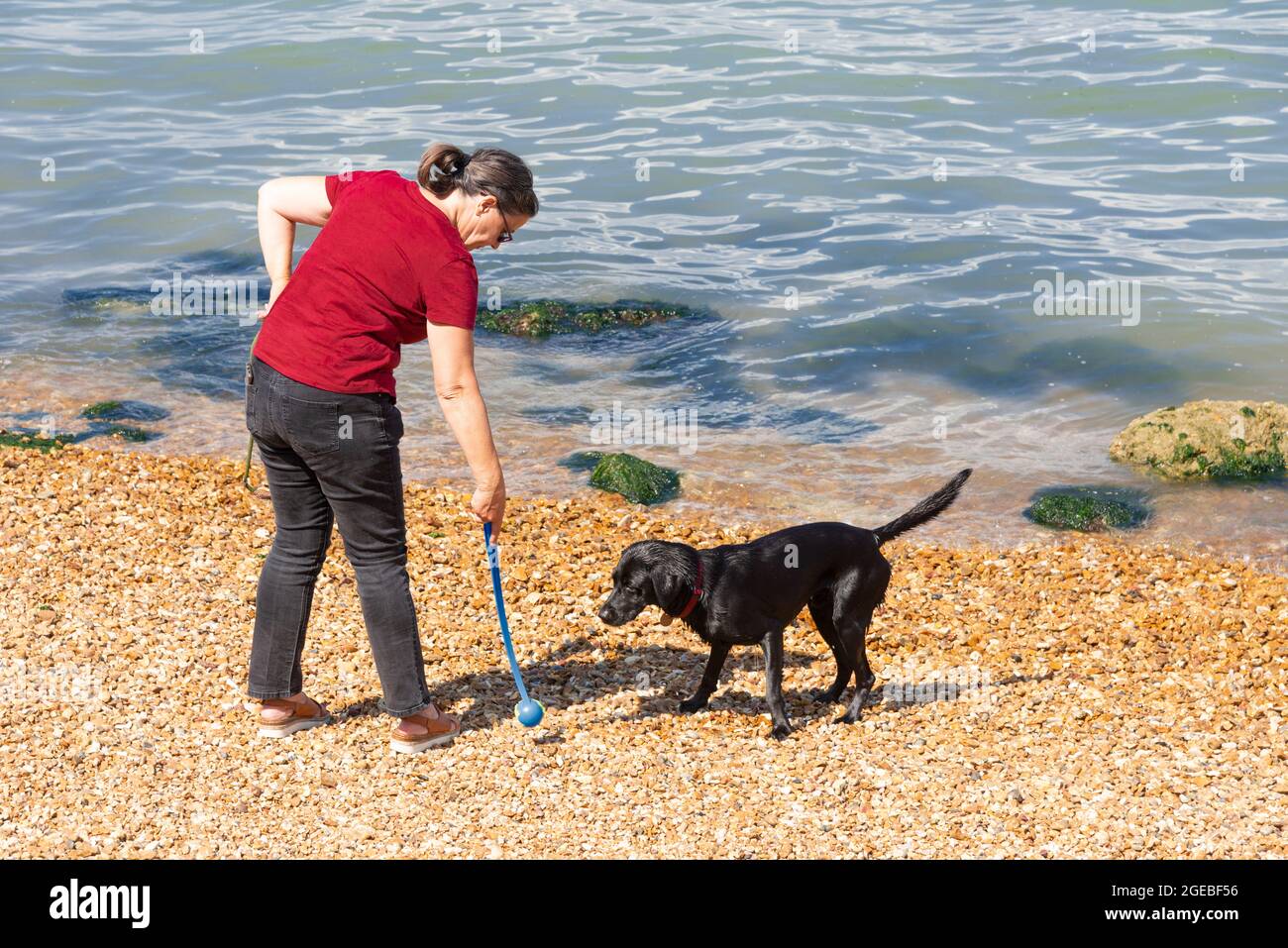 Black labrador jouant sur une plage de galets avec du ballon, Cowes, île de Wight, Angleterre Banque D'Images