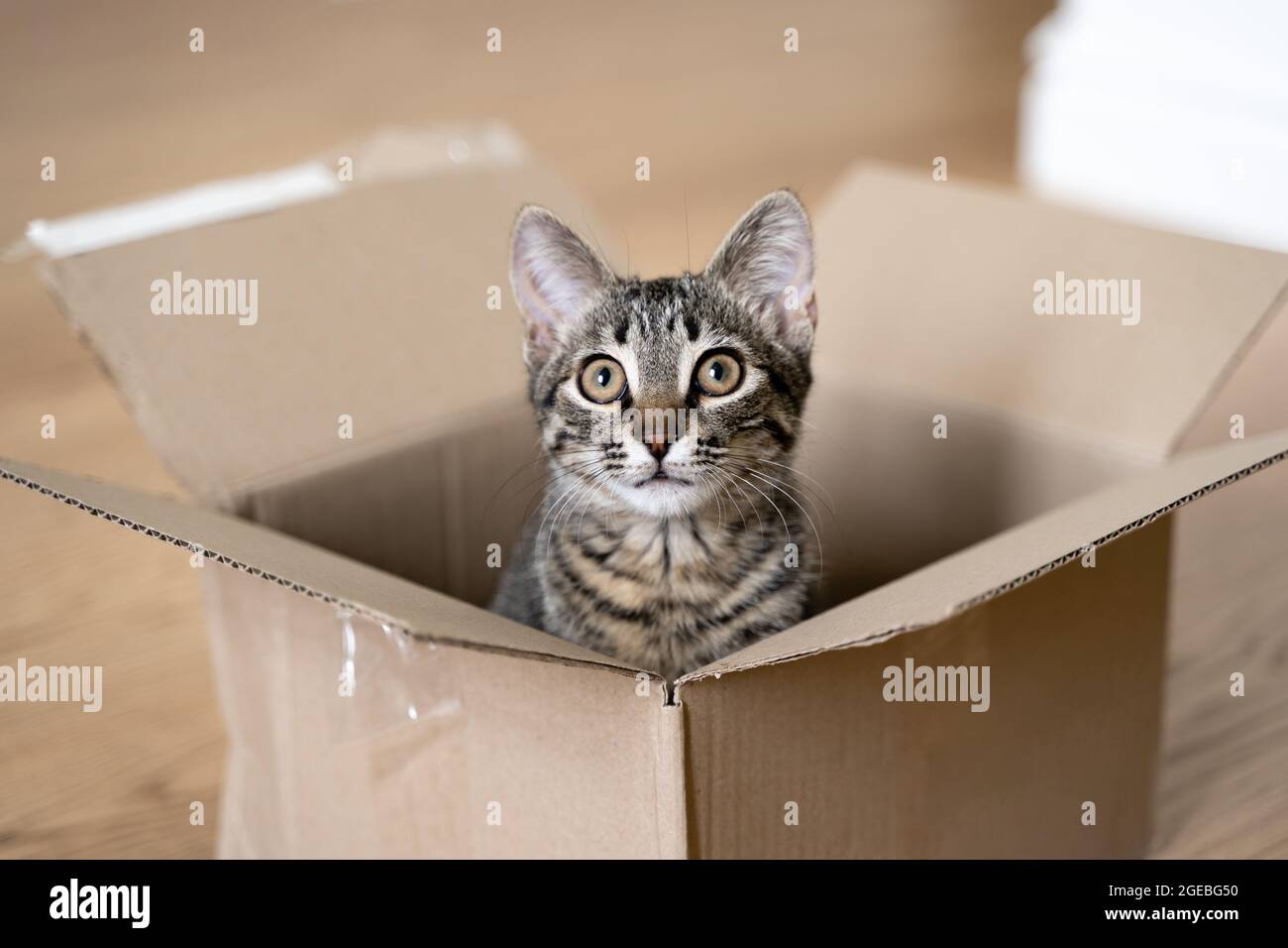Chat tabby drôle dans une boîte en carton sur le sol. Colis avec un animal  de compagnie ami. Chaton gris avec de beaux yeux jouant à l'intérieur Photo  Stock - Alamy