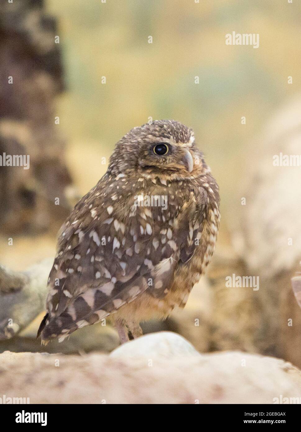 Gros plan d'une chouette emprunteuse (Athene cunicularia) perchée sur une branche Banque D'Images