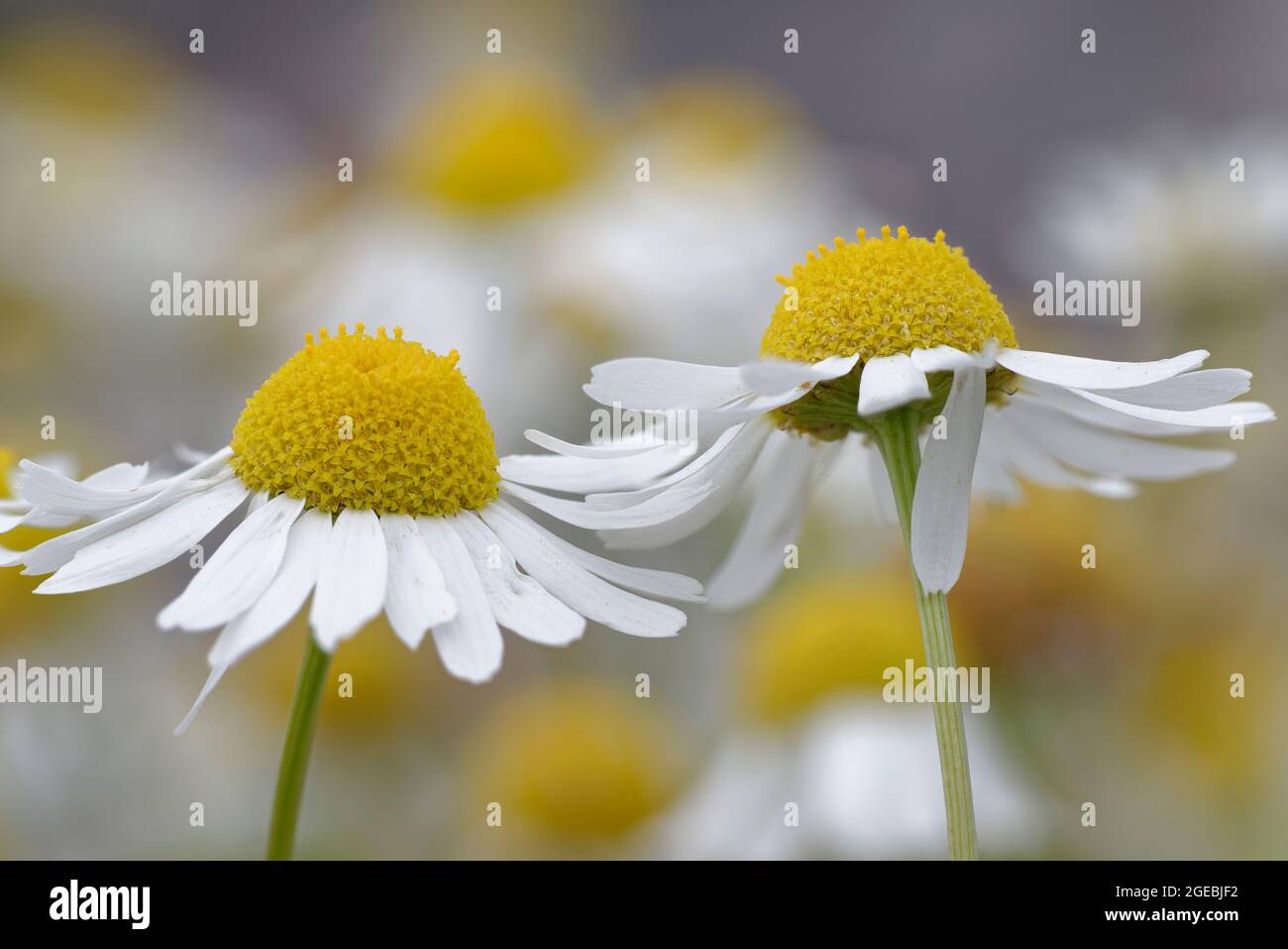 Mayweed de mer - Tripleurospermum maritimum, gros plan de deux fleurs Banque D'Images