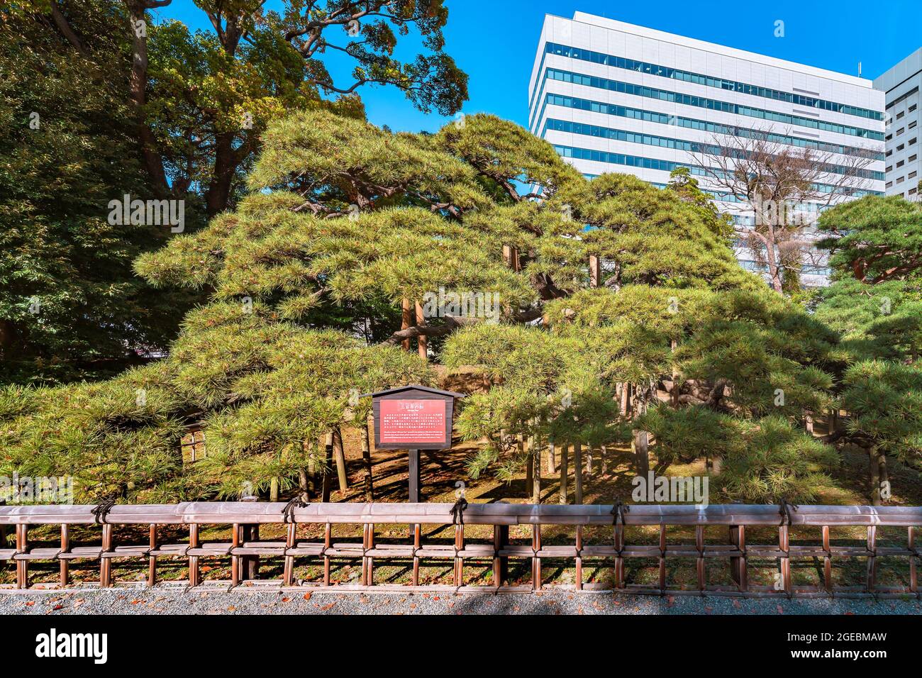 tokyo, japon - avril 09 2021 : pin noir géant appelé pin de 300 ans planté par le sixième shogun Tokugawa dans le jardin du Hama-Rikyu gard japonais Banque D'Images