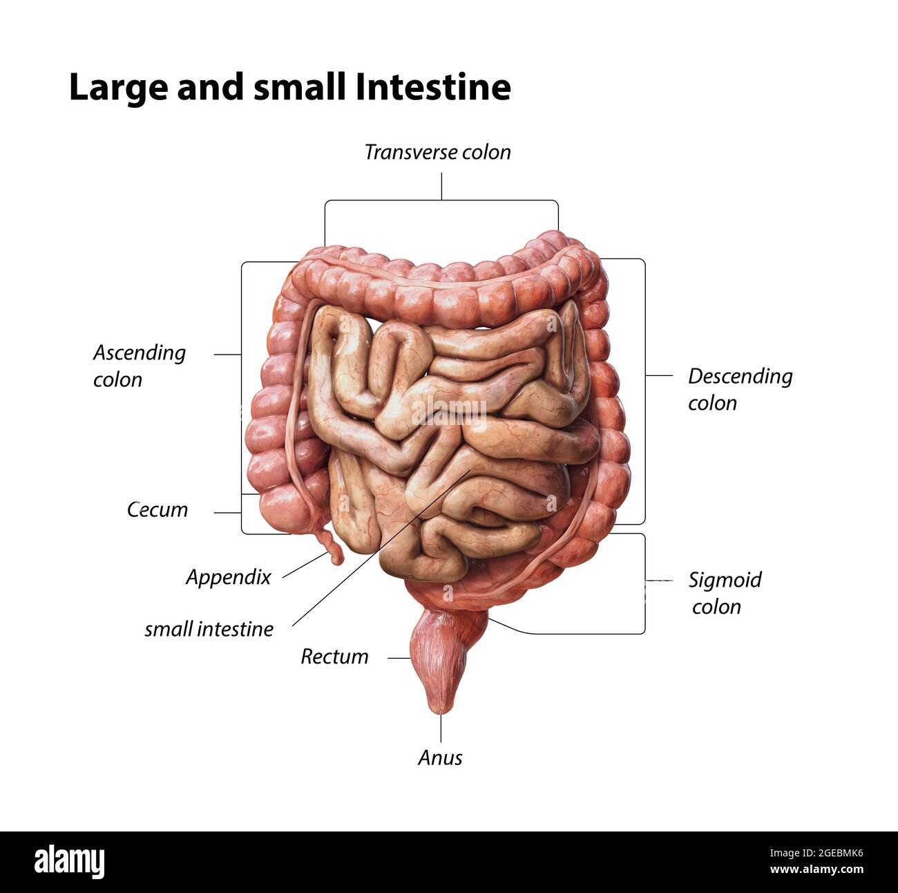 Gros et petit intestin isolé sur le blanc. Anatomie du système digestif humain. Tractus gastro-intestinal. illustration de rendu 3d Banque D'Images