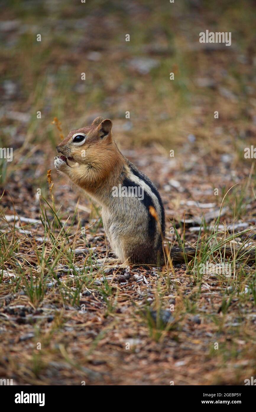 Écureuil de terre de mangé doré dans l'herbe Banque D'Images