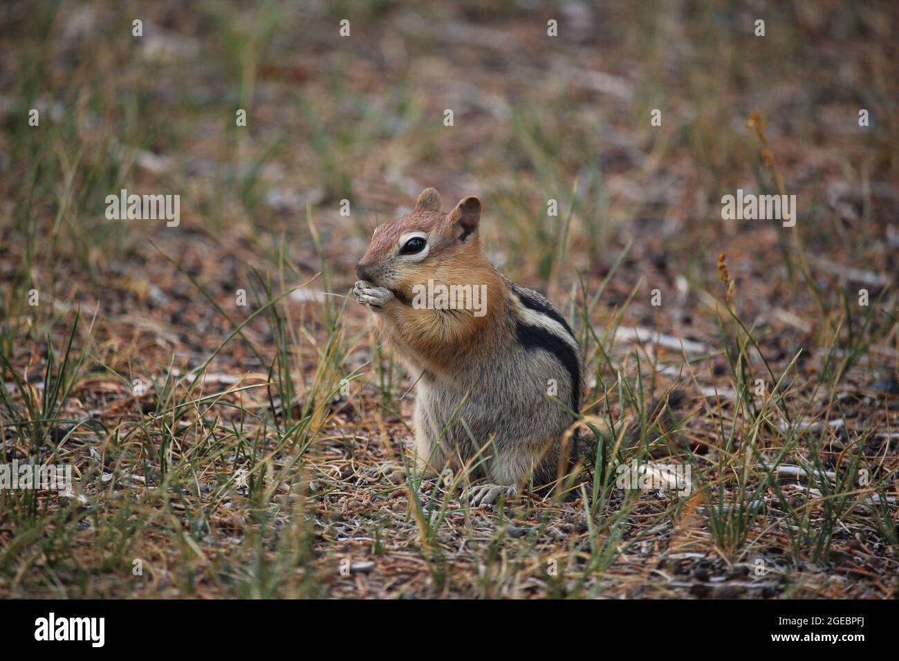 Écureuil de terre de mangé doré dans l'herbe Banque D'Images