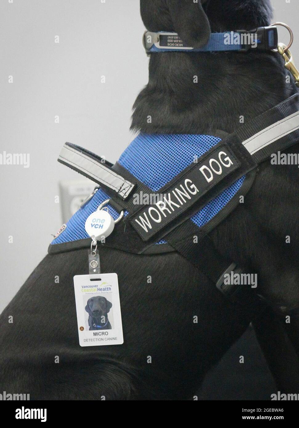 Vancouver, Canada. 18 août 2021. Une étiquette de nom est visible sur le chien de détection COVID-19 'Mitro' à l'intérieur de la salle de formation de l'Hôpital général de Vancouver, à Vancouver (Colombie-Britannique), Canada, le 18 août 2021. Les premiers chiens détecteurs COVID-19 au Canada sont formés pendant 6 mois et prêts à être déployés pour le travail dans les prochaines semaines. Credit: Liang Sen/Xinhua/Alay Live News Banque D'Images