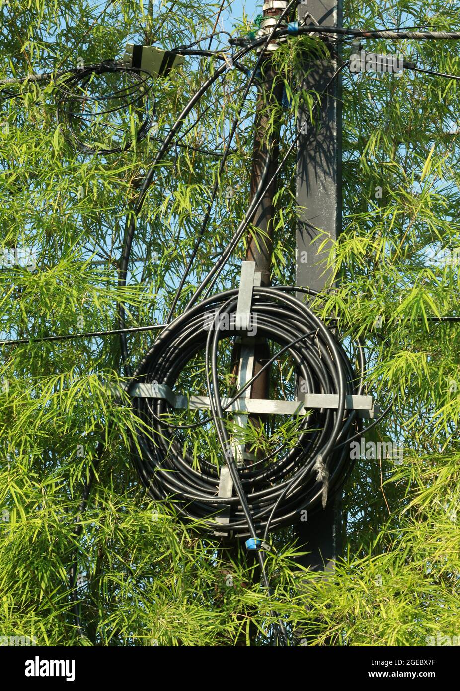 Bobine de câble en fibre optique suspendue sur un poteau en fer avec des feuilles de bambou en arrière-plan Banque D'Images