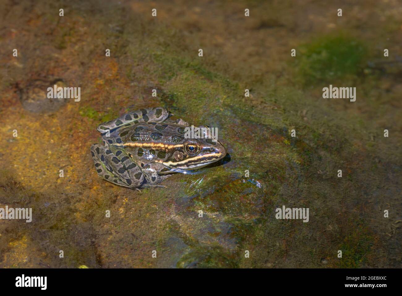 Young Plains Leopard Frog- (Lithobates blairi- anciennement Rana blairi), se trouve sur la roche humide au soleil, Castle Rock Colorado USA. Photo prise en août. Banque D'Images