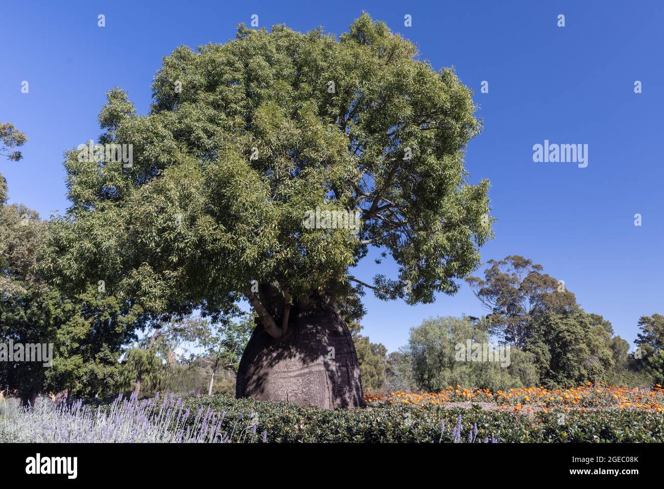 Queensland Bottle Tree grandir dans le parc Banque D'Images