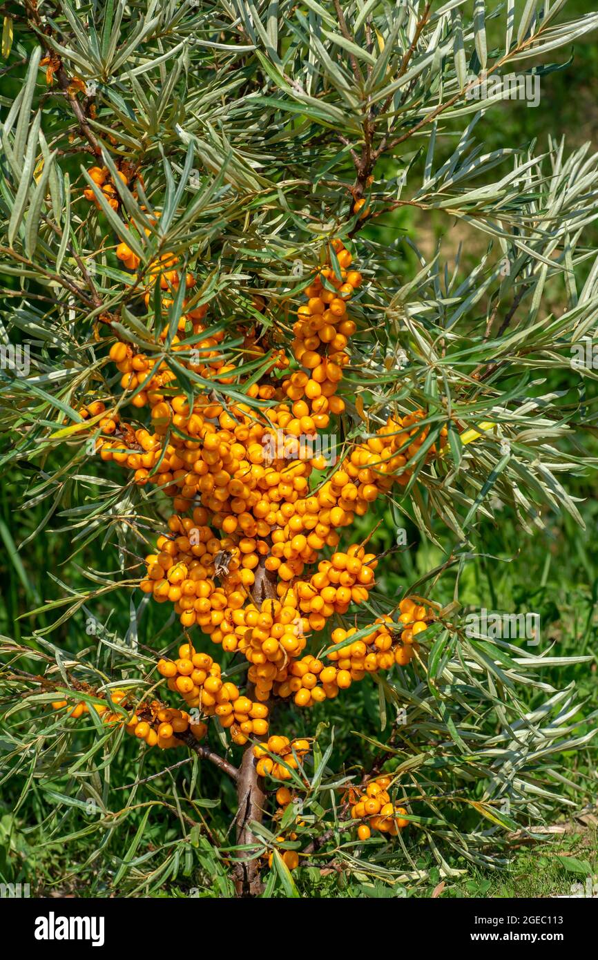 Branche de baies d'argousier mûres (Hippophae) dans le jardin. L'arbuste est également connu sous le nom de sandthorn, sallochthorn ou seaberry. Banque D'Images