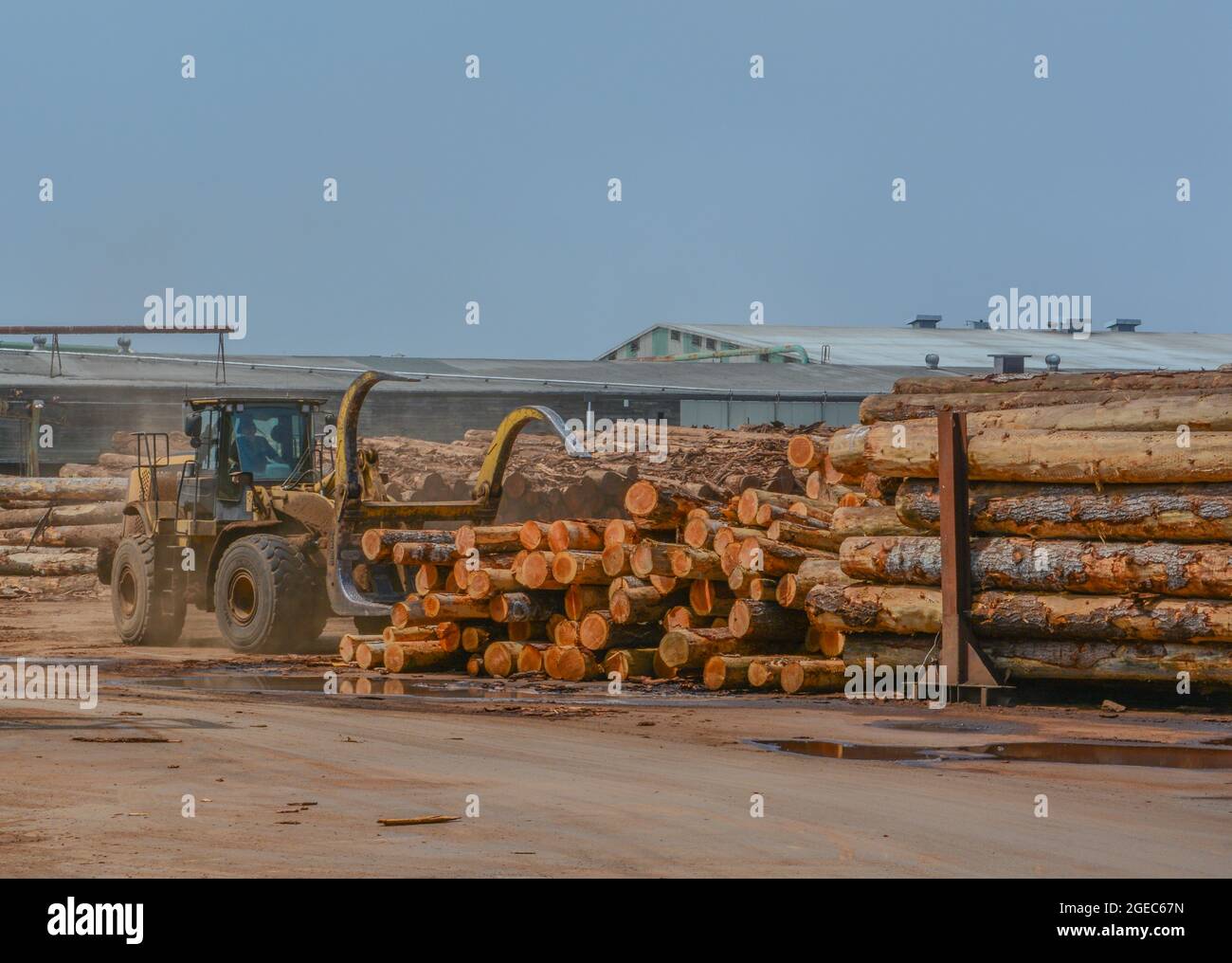 Les billes empilées à l'usine de bois d'œuvre sont prêtes à être coupées en bois d'œuvre. Situé à Eureka, comté de Humboldt, Californie Banque D'Images