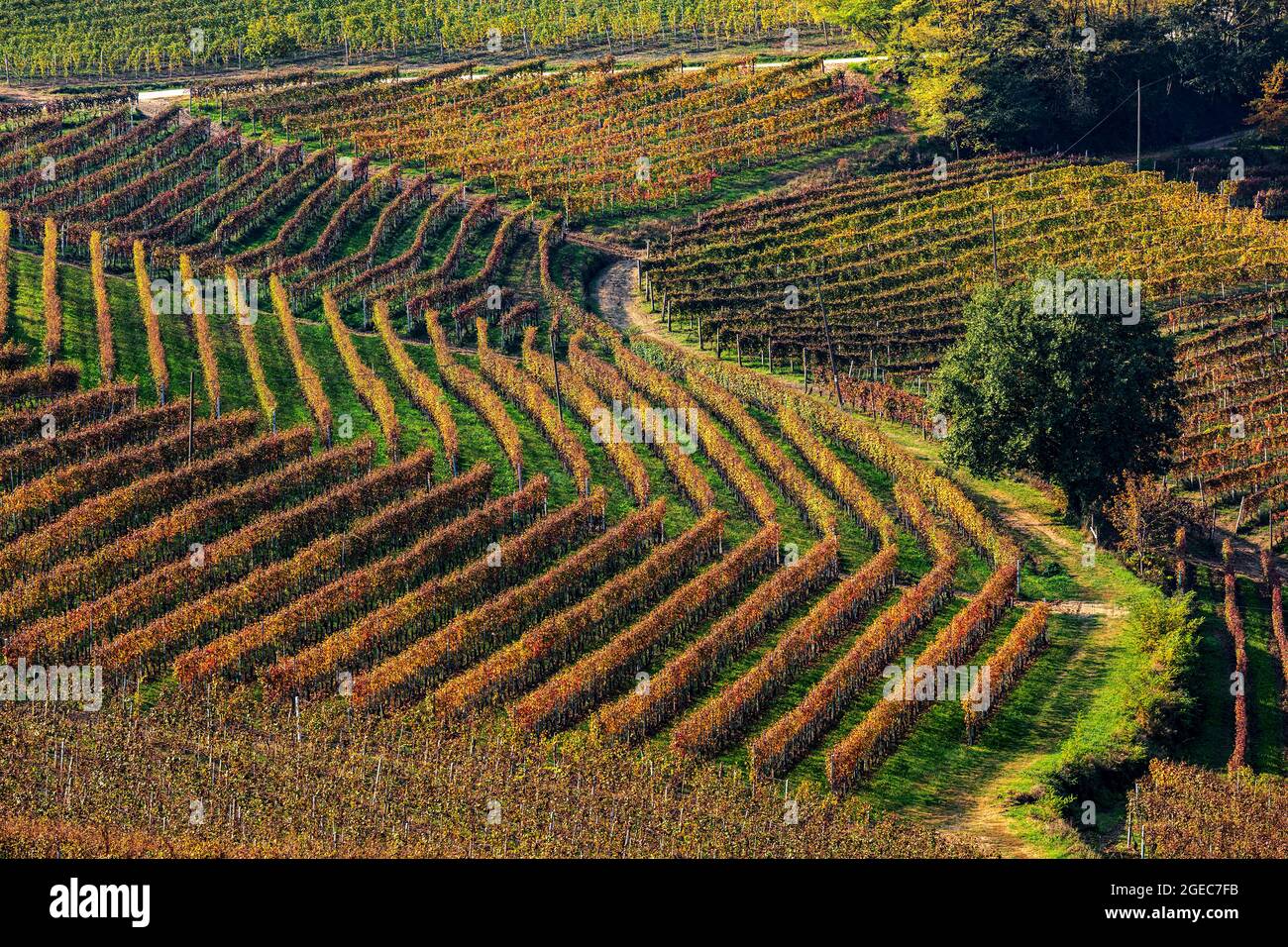 Vignobles colorés d'automne dans une rangée sur les collines de Roero dans le Piémont, le nord de l'Italie. Banque D'Images