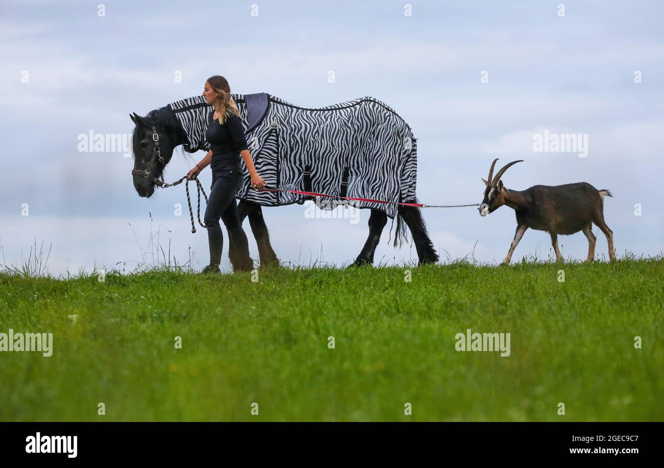 Ertingen, Allemagne. 19 août 2021. Leonie va pour une promenade le matin  avec son cheval Meta et sa chèvre Lilly. Le cheval porte une « couverture  de mouche » avec un motif