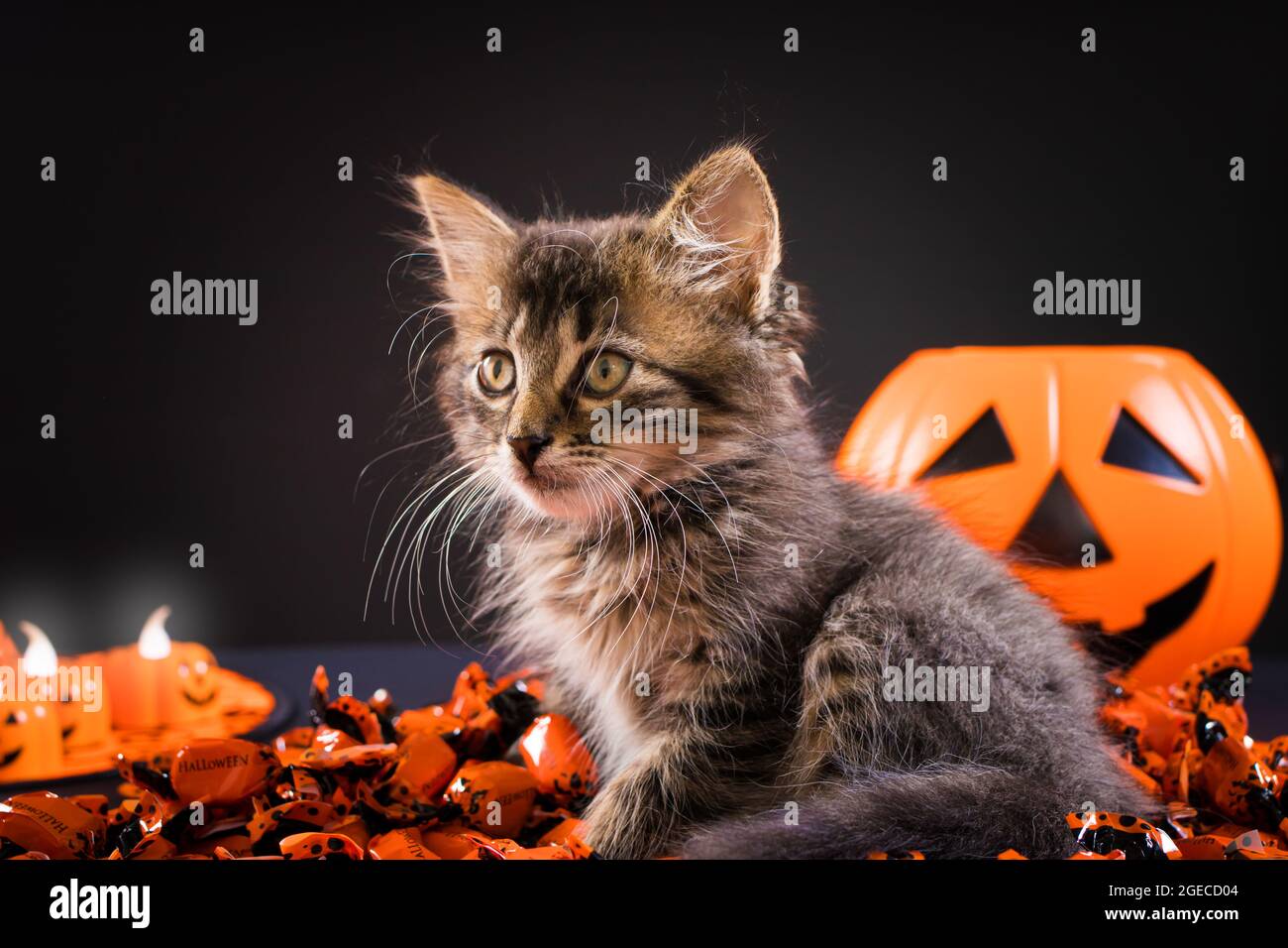 Chats d'Halloween. Chat rayé doux près d'une citrouille sur un fond noir. Animaux de compagnie de vacances. Banque D'Images