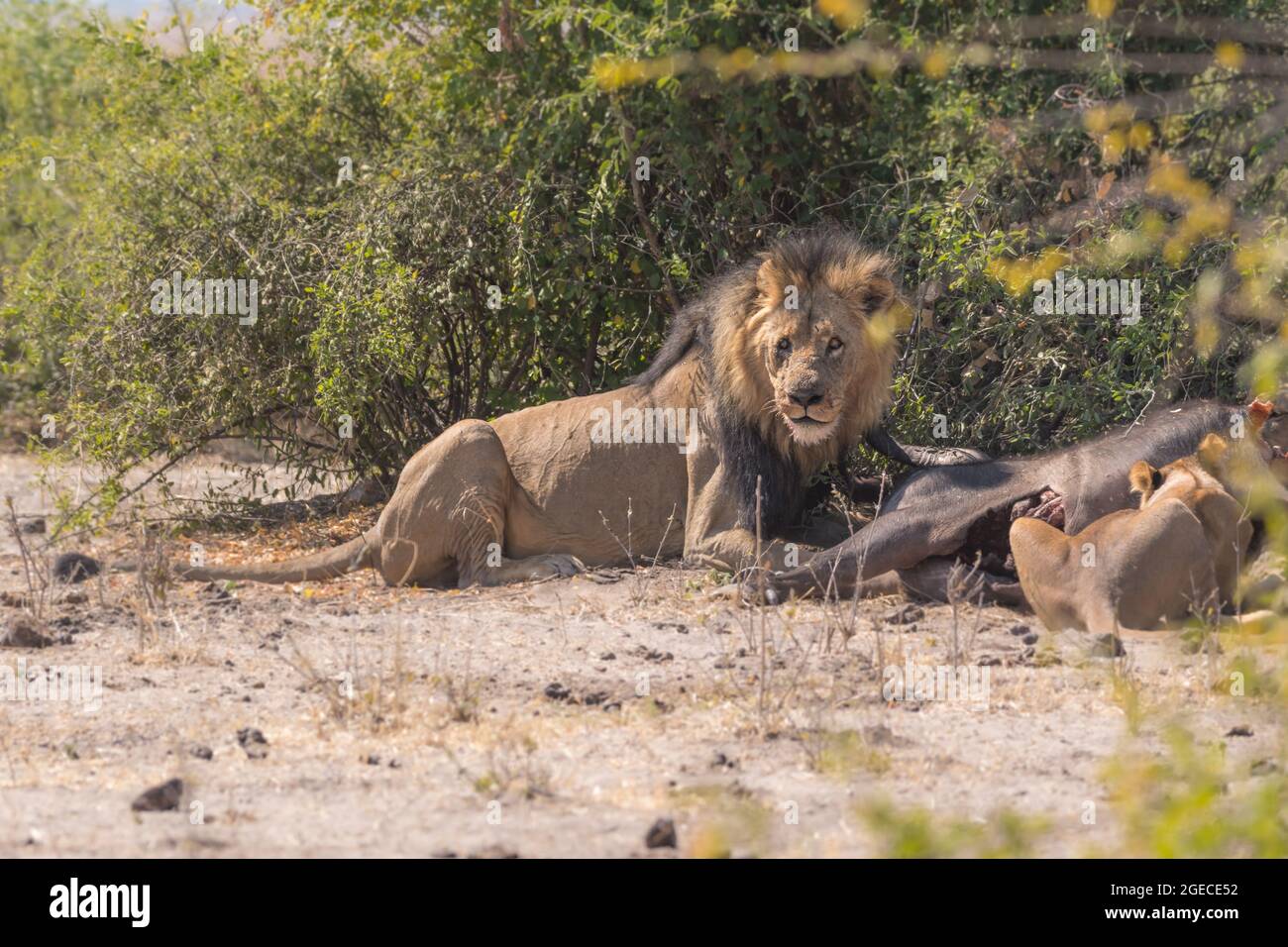 Lions sur une mort à Chobe National Pak , Botswana Banque D'Images