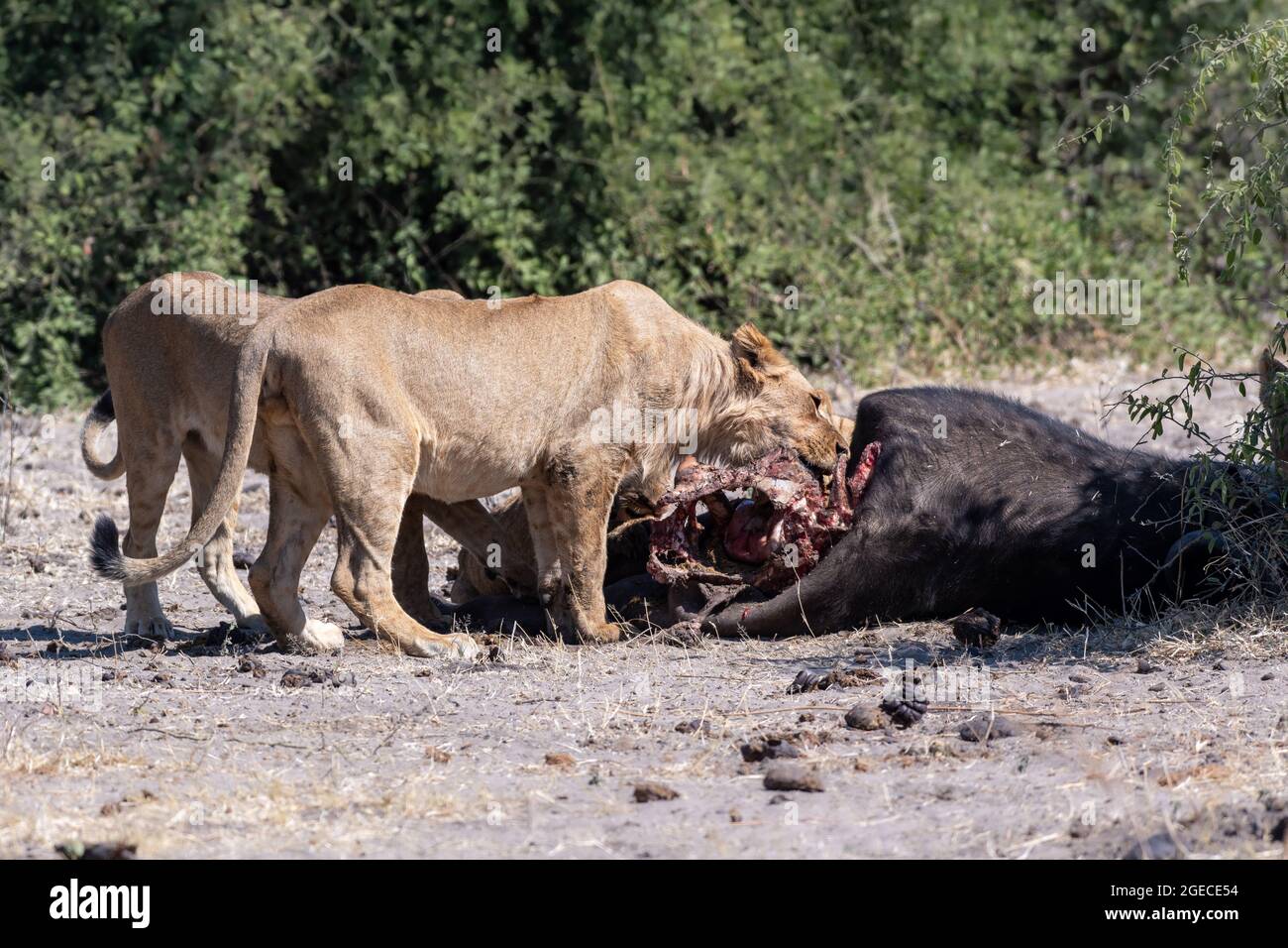 Lions sur une mort à Chobe National Pak , Botswana Banque D'Images