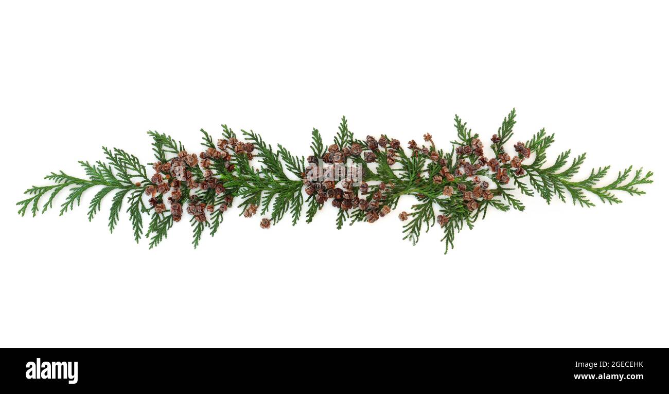 Cyprès décoratif de cèdre feuilles de sapin américain arborvitae avec cônes de pin isolés sur fond blanc. Utilisé en phytothérapie. Banque D'Images