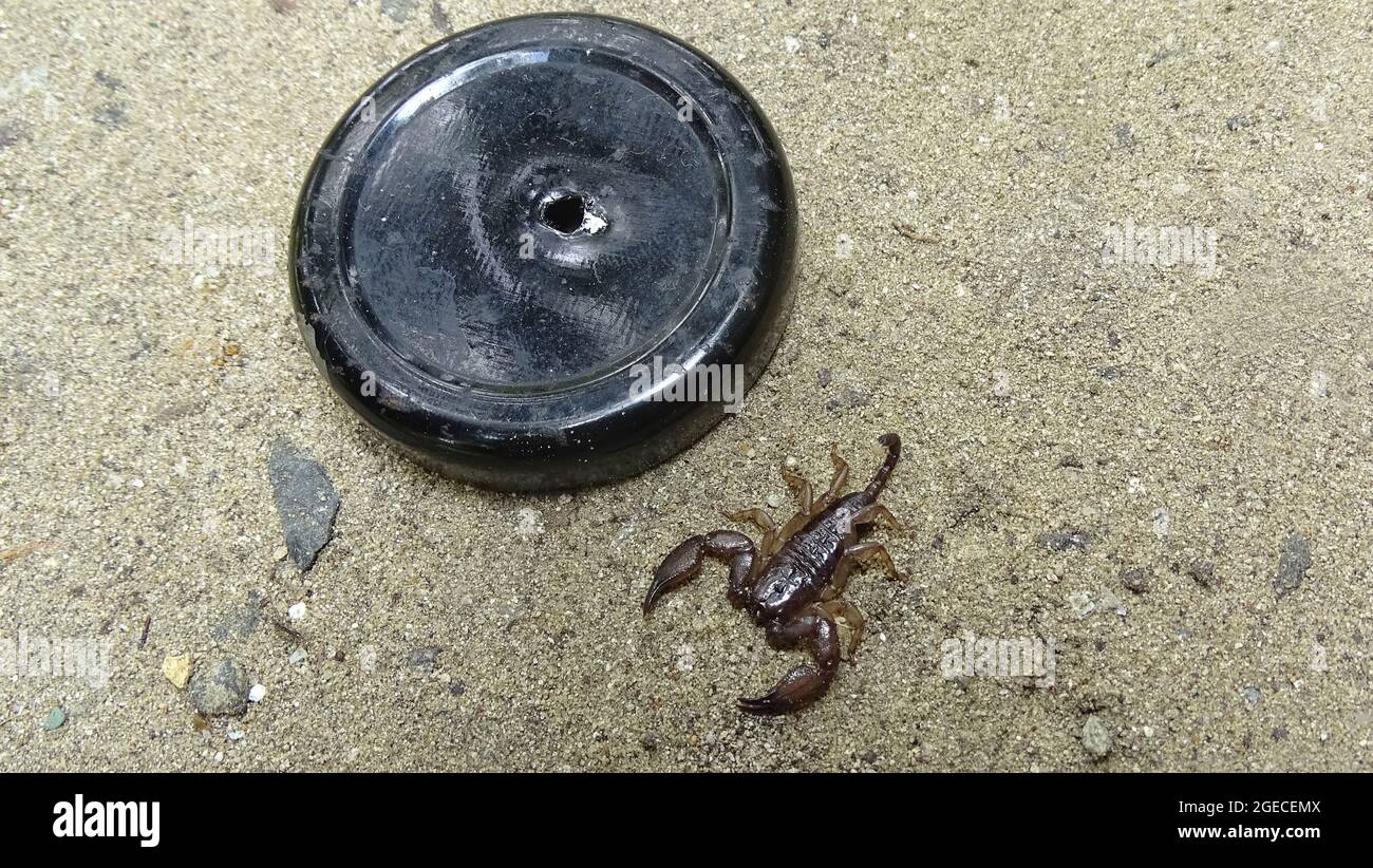 Liocheles australasiae Scorpion, espèce qui n'est connu que par sa femme. Les mâles sont inconnus. Iles Andaman HEMISCORPIIDAE Banque D'Images