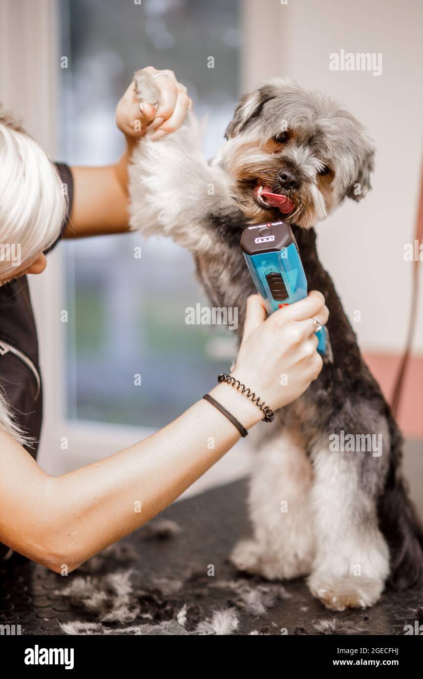 La jeune femme blonde professionnelle adore son travail avec le chien du yorkshire et tous les animaux de compagnie. Banque D'Images