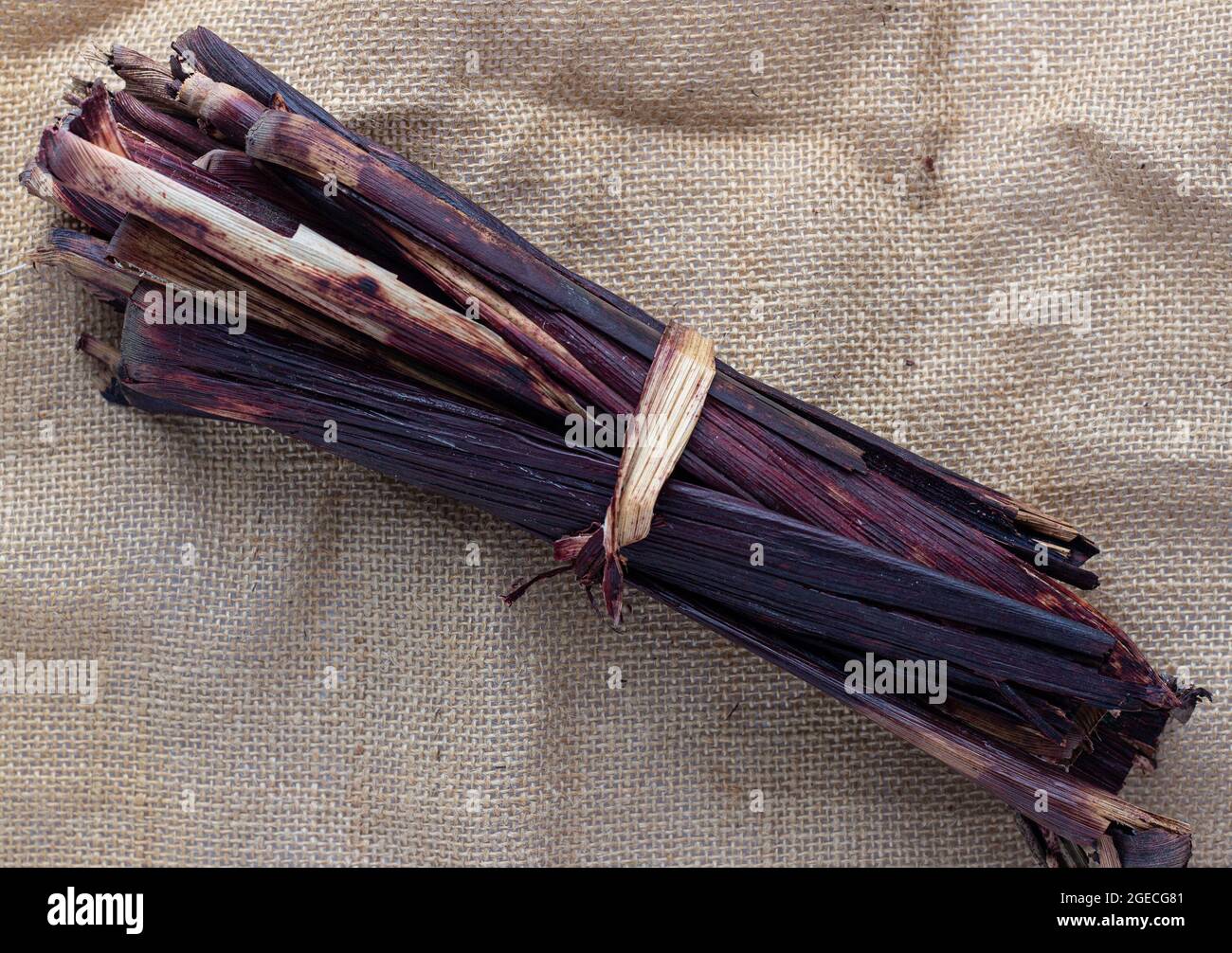 Le sorgho bicolore gaine/tige, appelé Waakye et utilisé comme colorant alimentaire au Ghana Banque D'Images