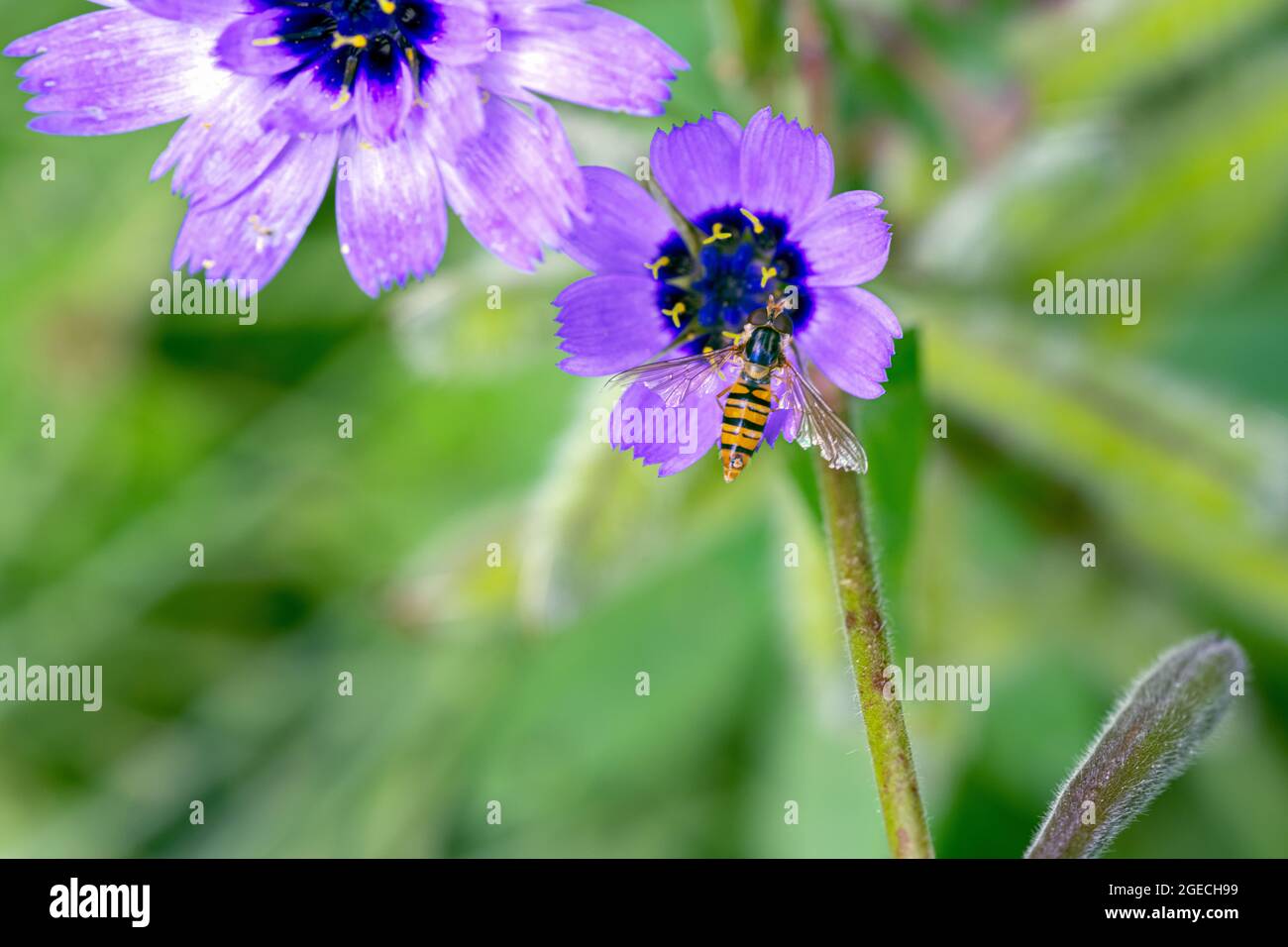 Un survole de marmelade ou Episyrphus balteatus sur une fleur bleue de Catananche caerulea ou de la dart de cupid dans le jardin en été Banque D'Images