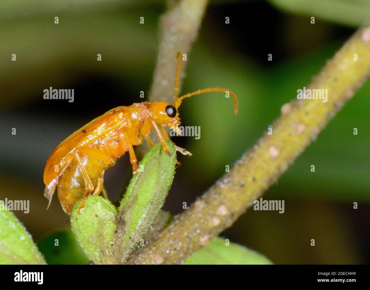 Coléoptère orange, Aulacophora femoralis, Amboli, Maharashtra, Inde Banque D'Images