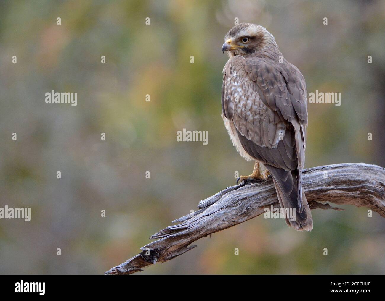 Buzzard à yeux blancs, Busitur teesa, Pench, Madhya Pradesh, Inde Banque D'Images