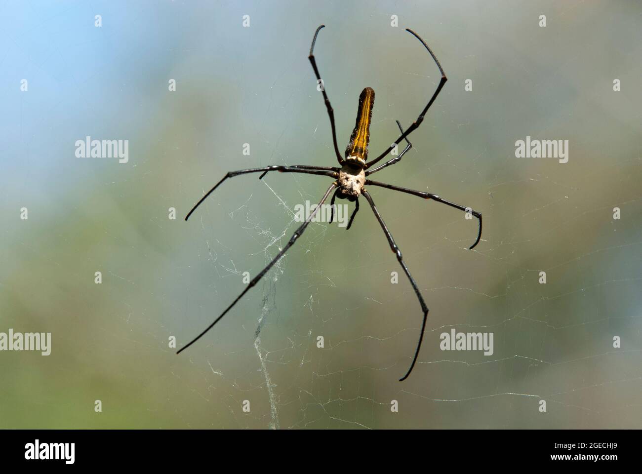 Gros plan de l'araignée géante, Nephila pilipes, Kharadi, Maharashtra, Inde Banque D'Images