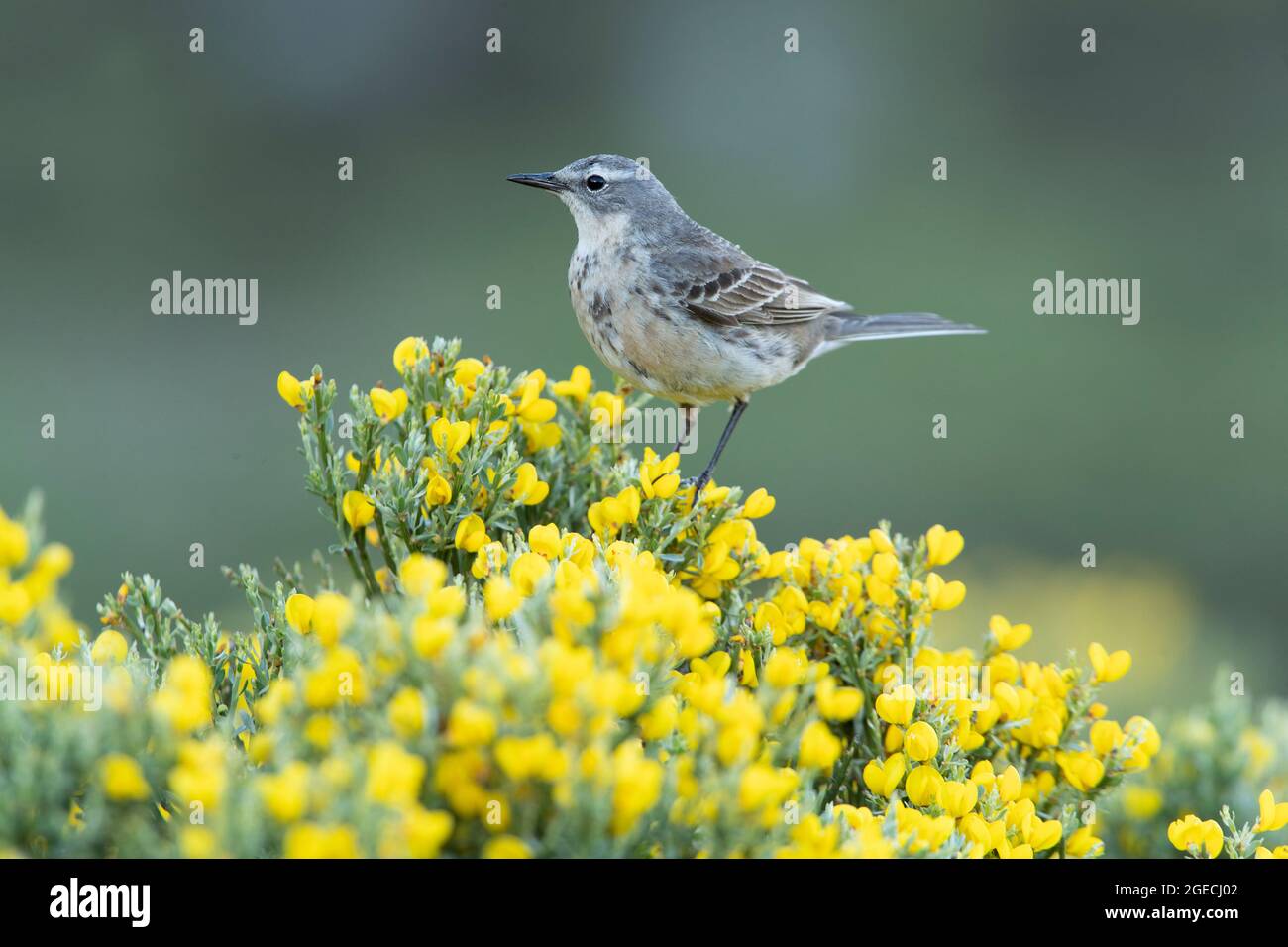 L'eau pipit sur une roche dans son territoire de reproduction avec la première lumière du jour Banque D'Images