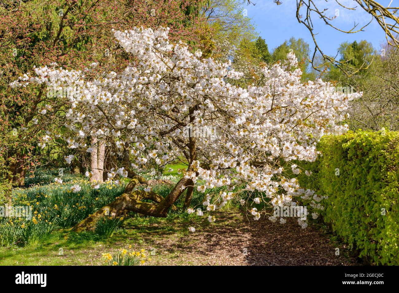 Parcevall Hall Garden, Skyreholme, Wharfedale, Yorkshire. Banque D'Images