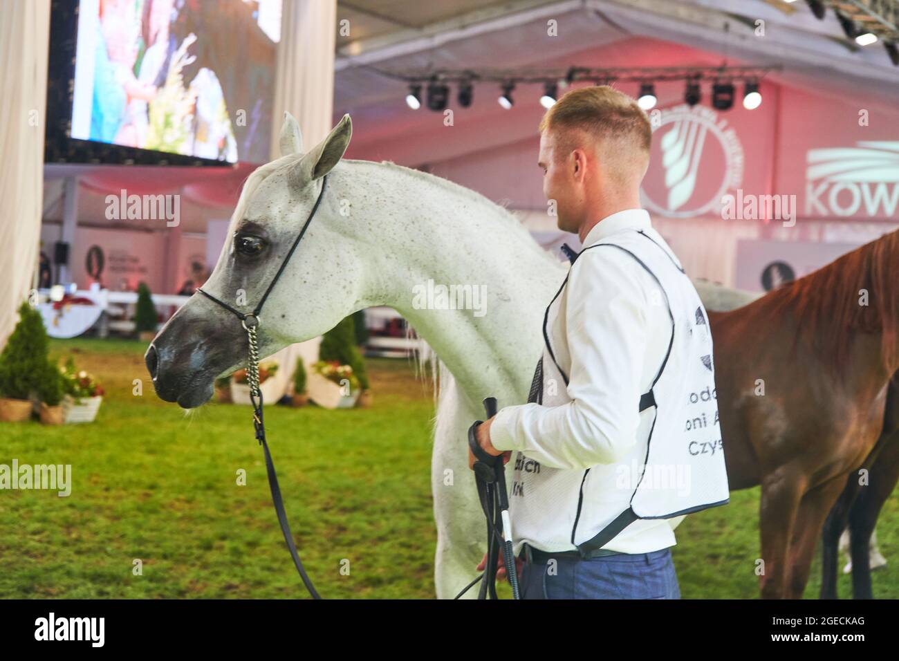 'Pride of Poland 2021' - festival annuel de chevaux arabes de classe mondiale. Comme une tradition de longue date, le festival a été la vente aux enchères de chevaux arabes de sang pur de la ferme de clous à Janow Podlaski, qui possède certains des plus beaux et coûteux pur chevaux arabes élevés sur le monde. Banque D'Images