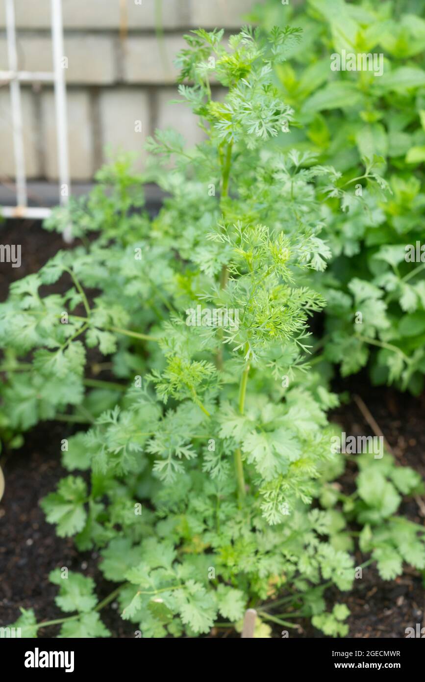 La coriandre dans le jardin Banque D'Images