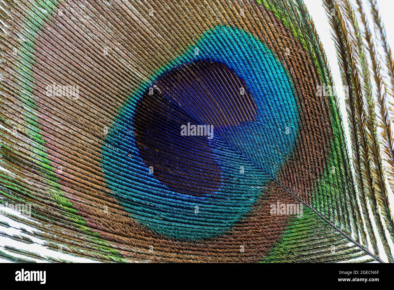 Gros plan sur le magnifique « œil » dans une plume de paon Banque D'Images