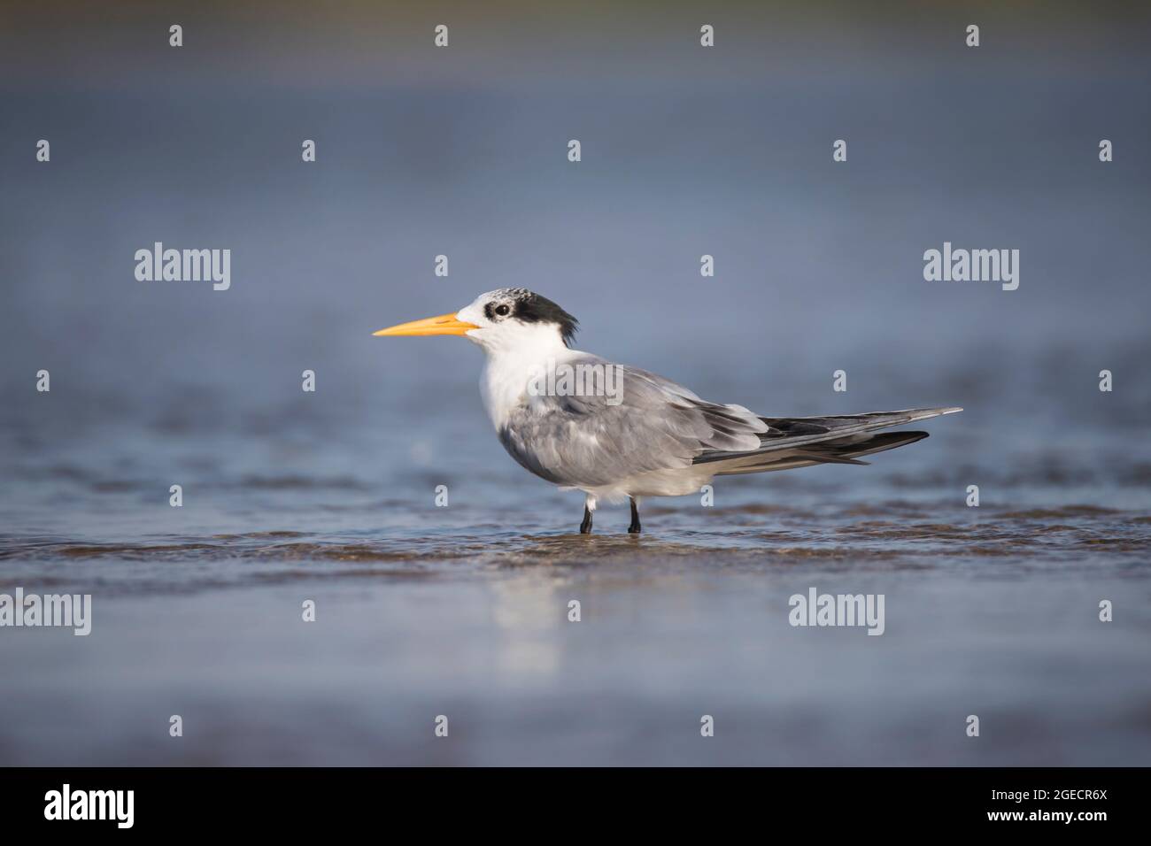 Petit sterne à crête debout dans le lac de l'arrière-eau dans la lumière du matin - oiseau de mer Banque D'Images