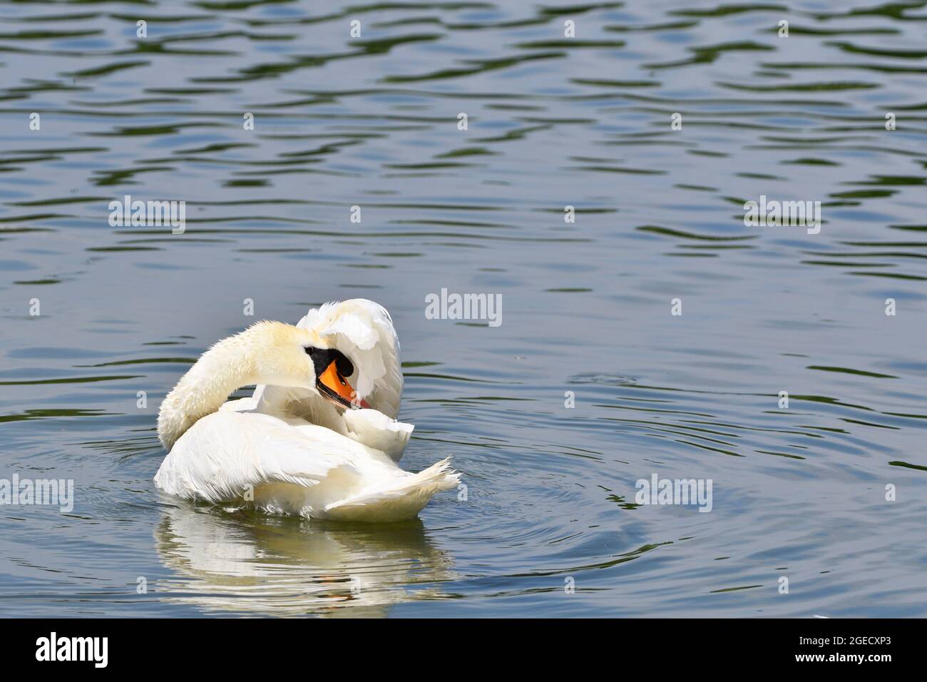 Vienne, Autriche. Le cygne (Cygnus) nettoie son plumage Banque D'Images