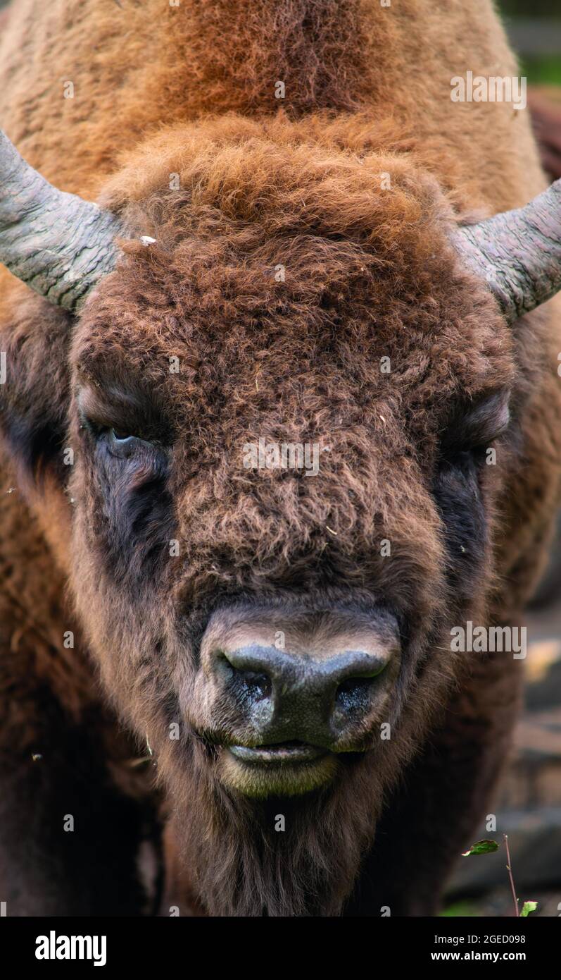 Bisons européens partie du Wilder Blean qui prévoit des libérer dans le paysage de blean, la plus grande zone de forêt ancienne dans le sud de l'Angleterre Banque D'Images