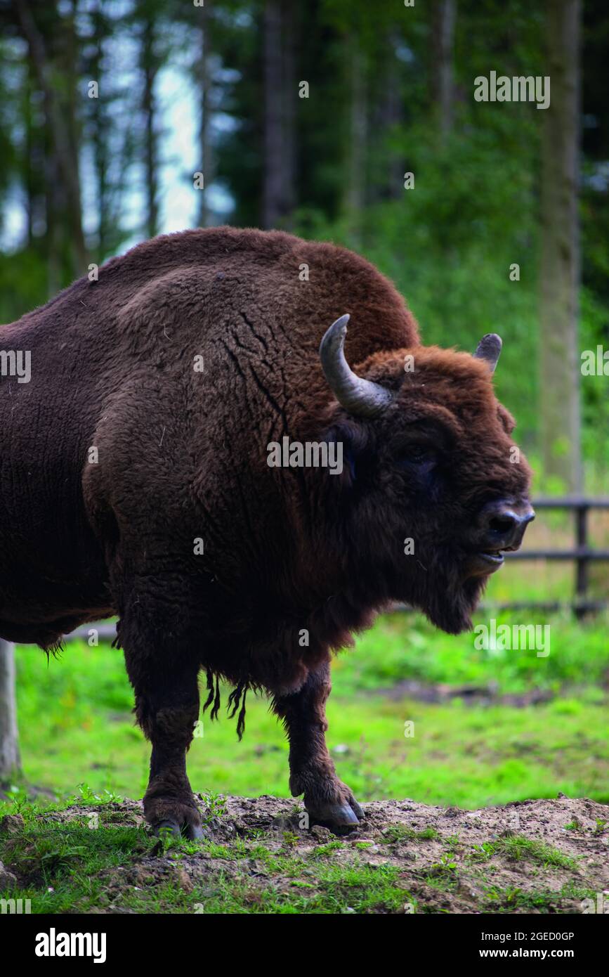 Bisons européens partie du Wilder Blean qui prévoit des libérer dans le paysage de blean, la plus grande zone de forêt ancienne dans le sud de l'Angleterre Banque D'Images