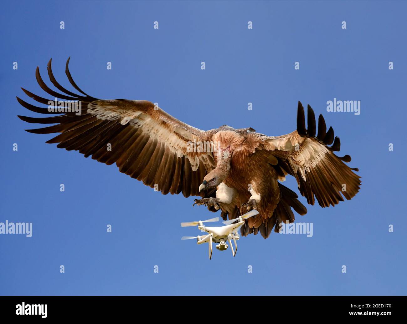 Amélioration de l'image numérique de la nature Vs Technologie concept. Un aigle attaque un drone en vol sur un fond de ciel bleu Banque D'Images