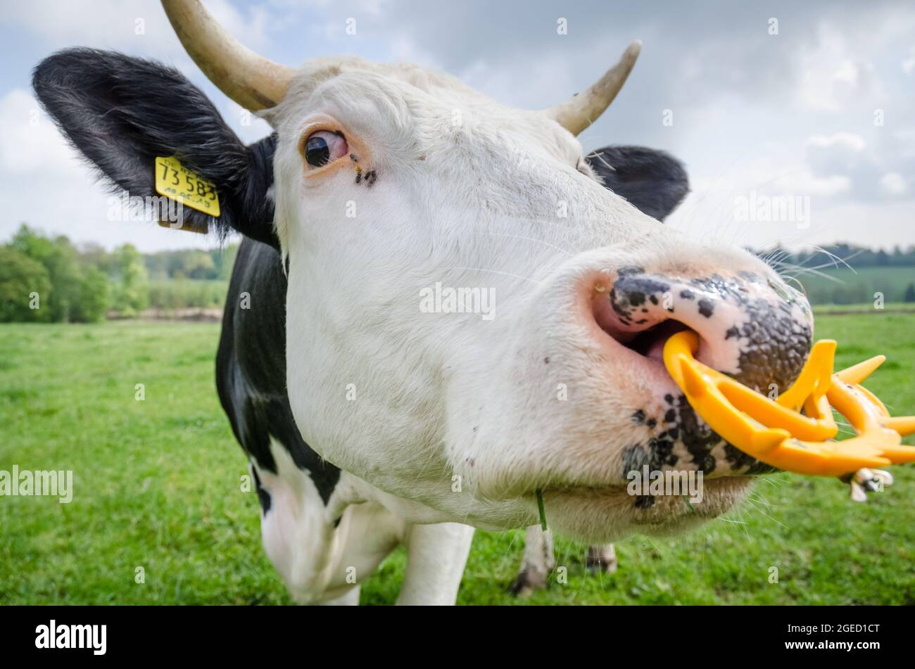 Bétail Fleckvieh (Bos primigenius taurus), vache noire et blanche avec cornes et anneau en plastique, bétail dans un pâturage en Allemagne, Europe Banque D'Images