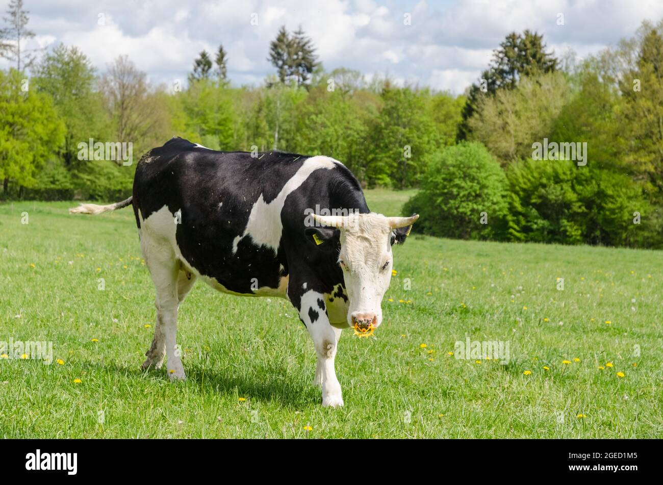 Bétail Fleckvieh (Bos primigenius taurus), vache noire et blanche avec cornes et anneau en plastique, bétail dans un pâturage en Allemagne, Europe Banque D'Images