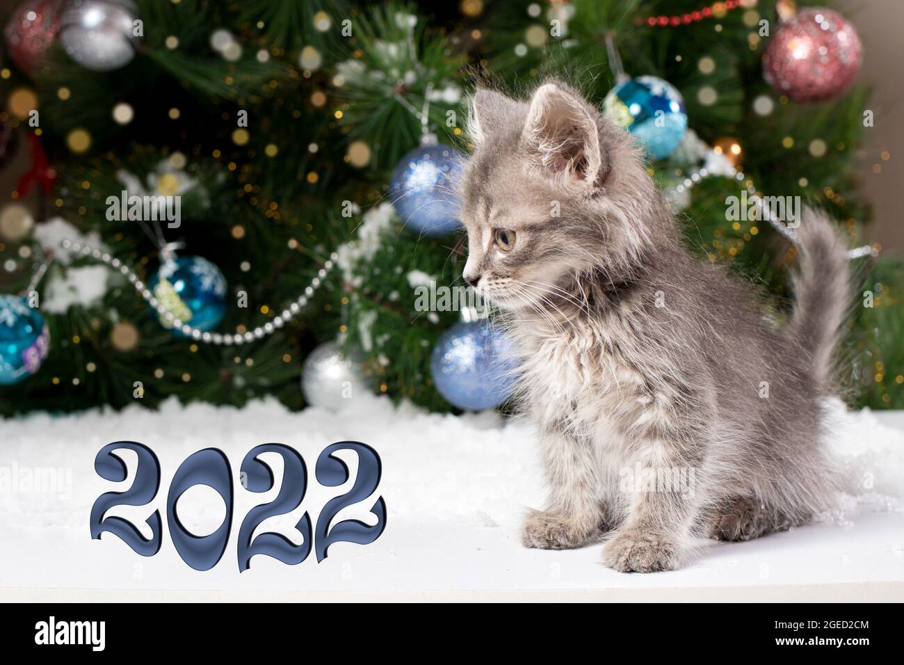 Carte de Noël - un chaton est assis dans la neige près de l'arbre. Nouvelle année 2022. Banque D'Images